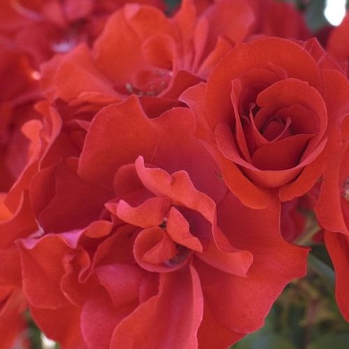 Online rózsa kertészet - virágágyi floribunda rózsa - vörös - Rosa La Sevillana® - nem illatos rózsa - Marie-Louise (Louisette) Meilland - Az egyik legnépszerűbb és legmegbízhatóbb ágyásrózsa, melyet bőséges virágzásának és betegségekkel szembeni ellenáll